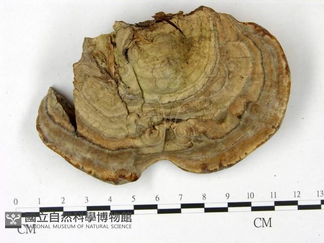 登錄號:F0022776藏品圖，第1張