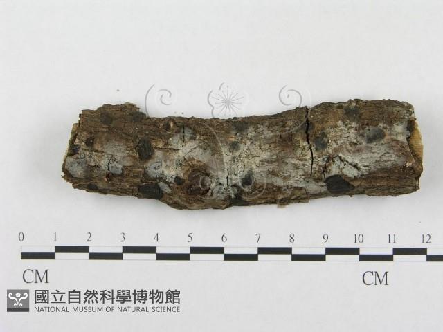 登錄號:F0012776藏品圖，第1張