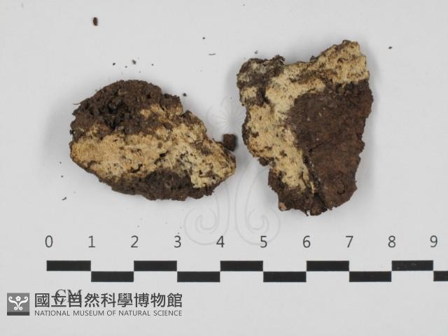 登錄號:F0032776藏品圖，第1張