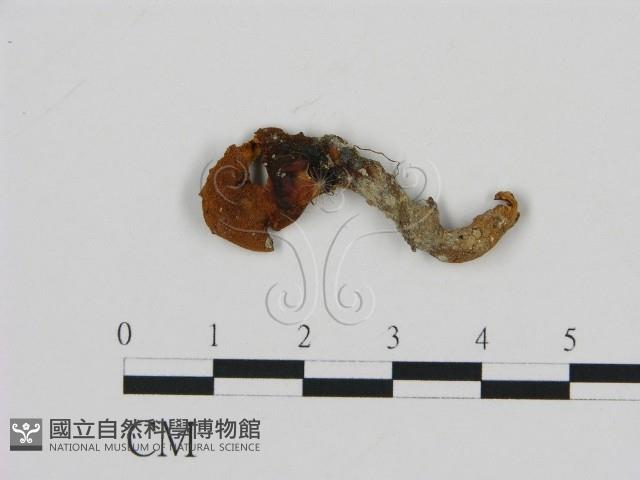 齒菌屬藏品圖，第1張