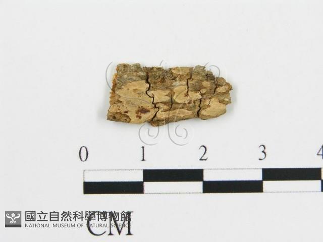 登錄號:F0017776藏品圖，第1張