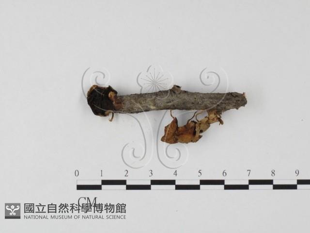 登錄號:F0025776藏品圖，第1張