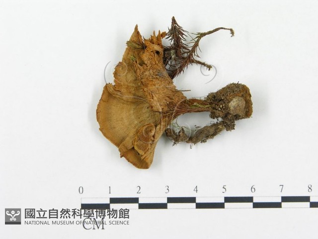 登錄號:F0005776藏品圖，第1張