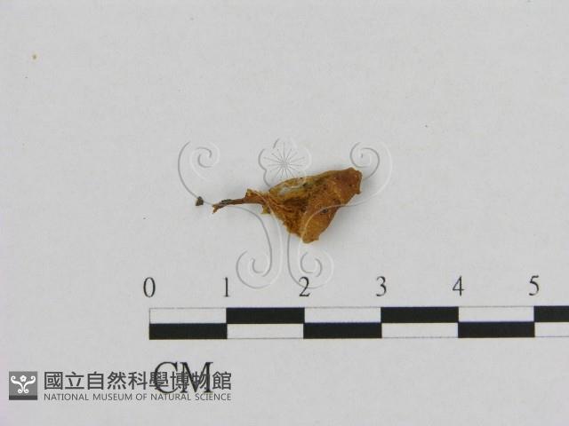 登錄號:F0009776藏品圖，第1張