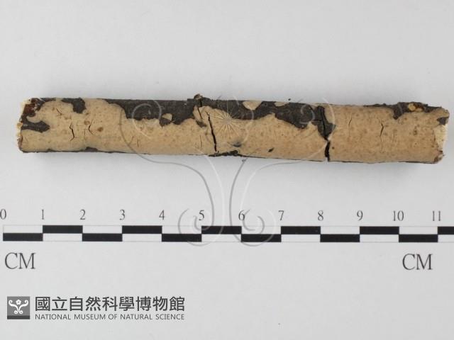 登錄號:F0023776藏品圖，第1張