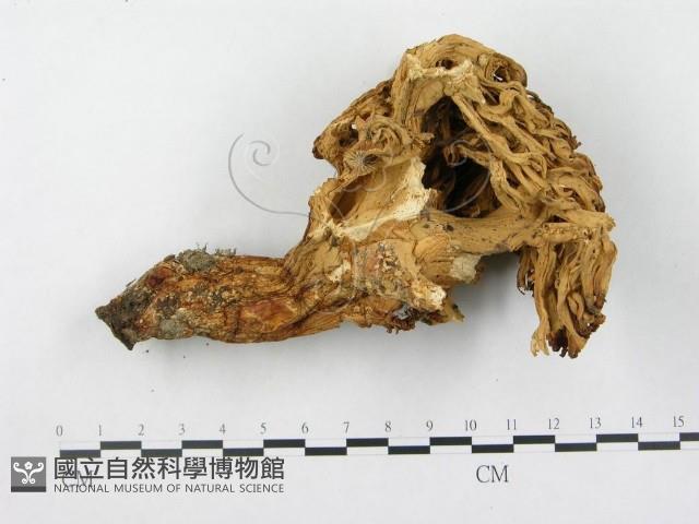 登錄號:F0003776藏品圖，第3張