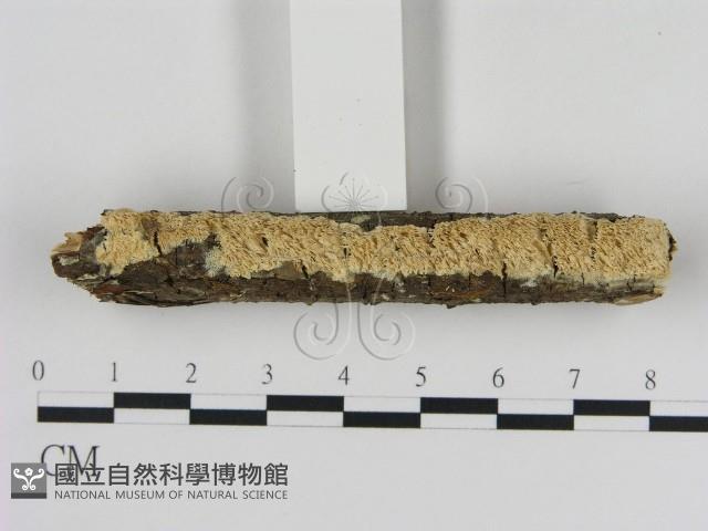 登錄號:F0013776藏品圖，第1張