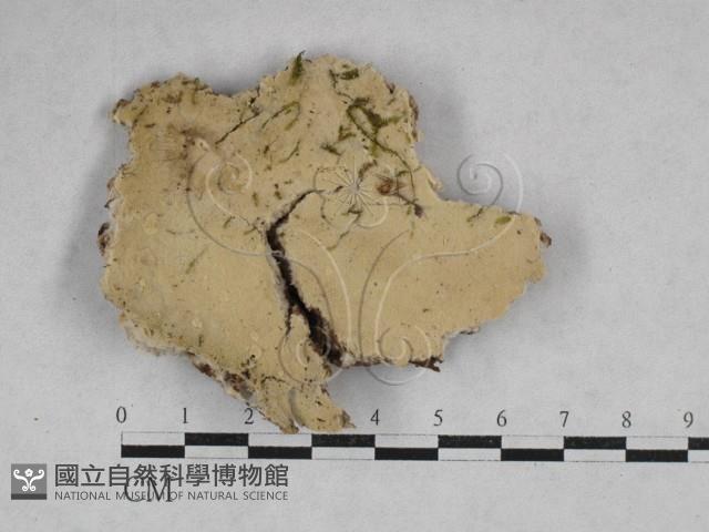 登錄號:F0028576藏品圖，第1張