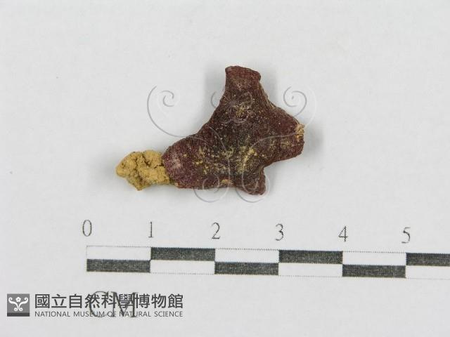 紅菇屬藏品圖，第1張