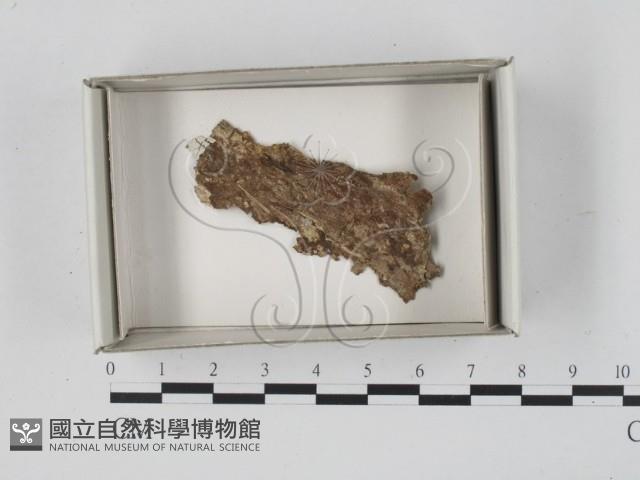 登錄號:F0020576藏品圖，第1張