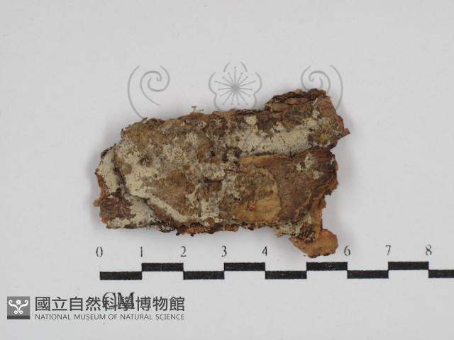 阿太菌屬藏品圖，第1張