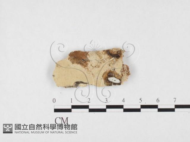 登錄號:F0026576藏品圖，第1張