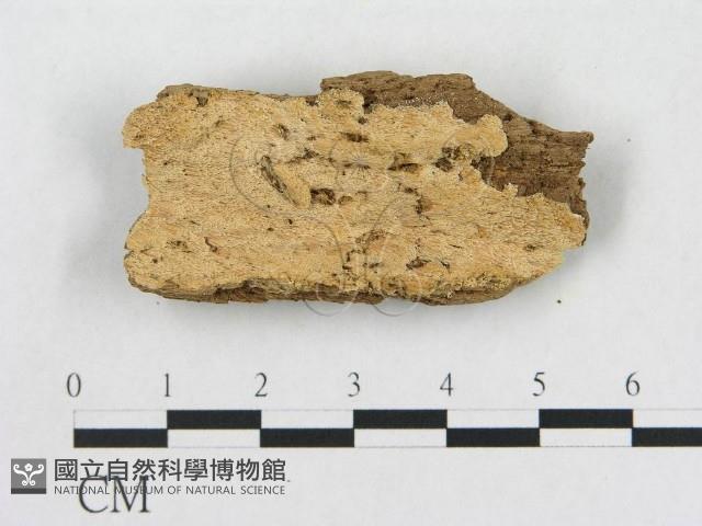 登錄號:F0006576藏品圖，第1張