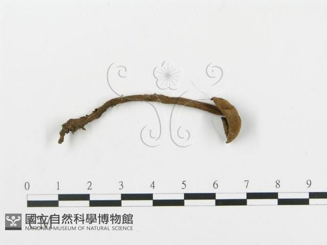 登錄號:F0016576藏品圖，第1張