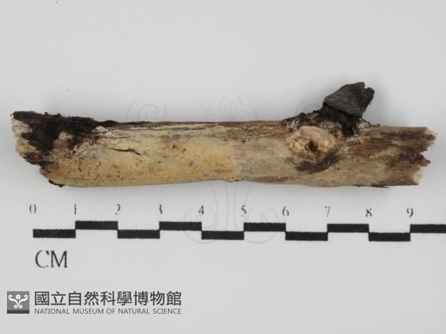 射脈菌屬藏品圖，第1張