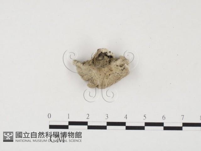 裂褶菌藏品圖，第1張