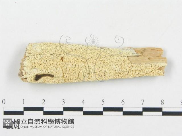 登錄號:F0004576藏品圖，第1張