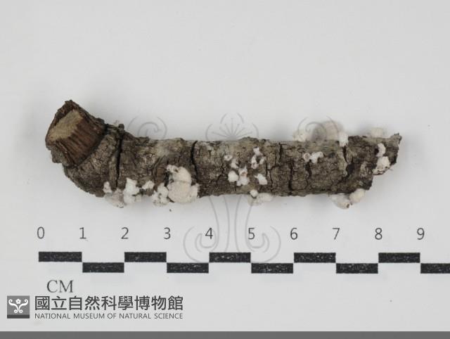 裂褶菌藏品圖，第1張