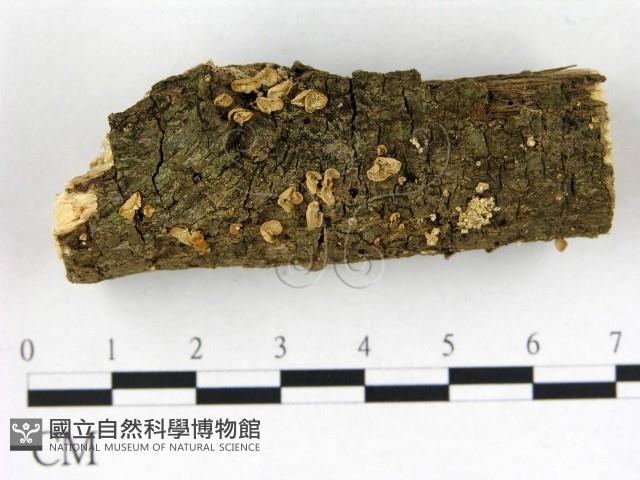 登錄號:F0022576藏品圖，第1張