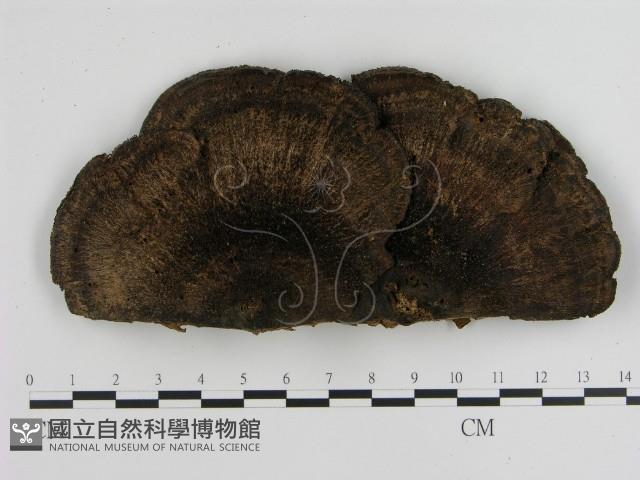 登錄號:F0012576藏品圖，第1張