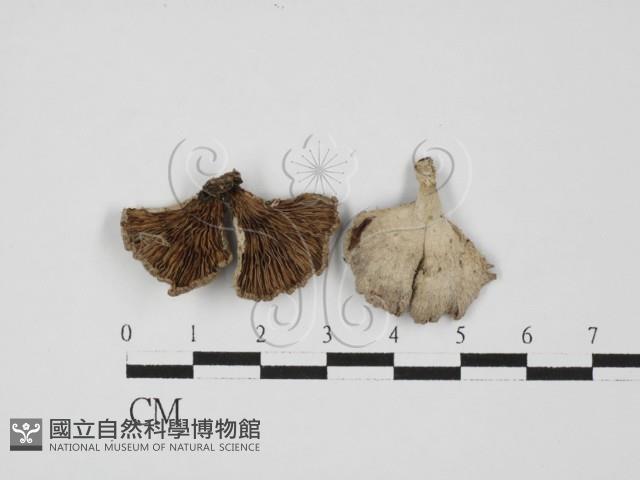 裂褶菌藏品圖，第1張