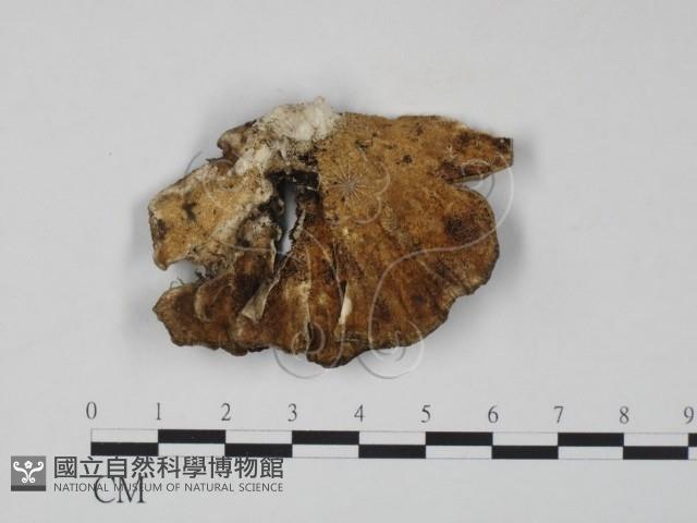 雲芝藏品圖，第1張