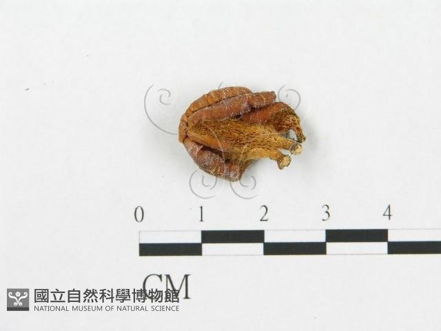 登錄號:F0005576藏品圖，第1張