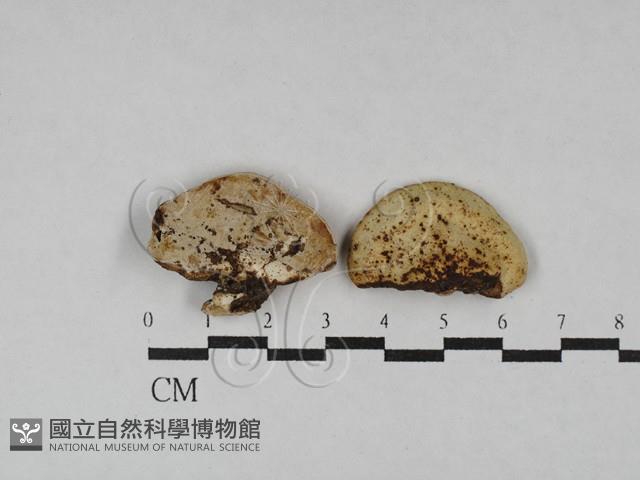 多年臥孔菌屬藏品圖，第1張