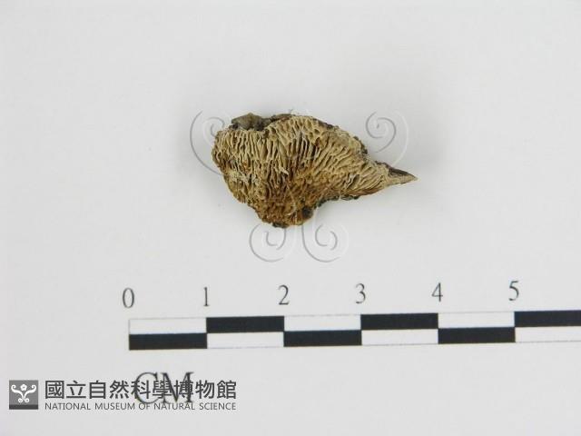 登錄號:F0009576藏品圖，第1張