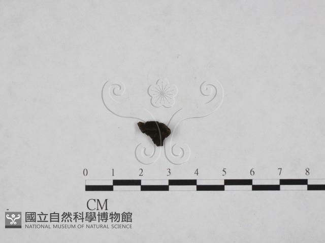 登錄號:F0019576藏品圖，第1張