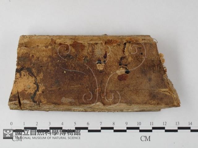 登錄號:F0023576藏品圖，第1張