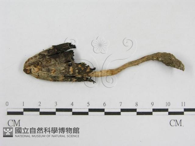 登錄號:F0003576藏品圖，第1張