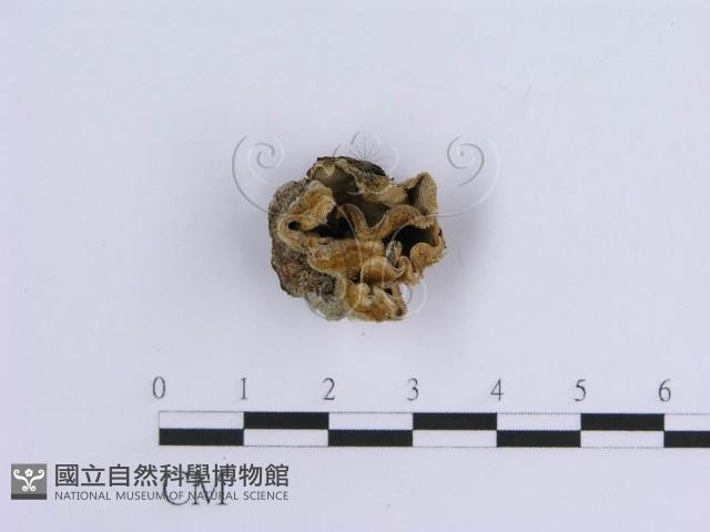 登錄號:F0013576藏品圖，第1張