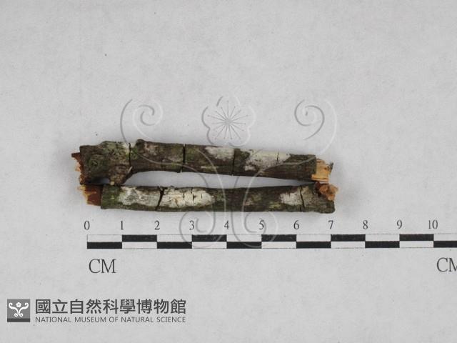 登錄號:F0028176藏品圖，第1張