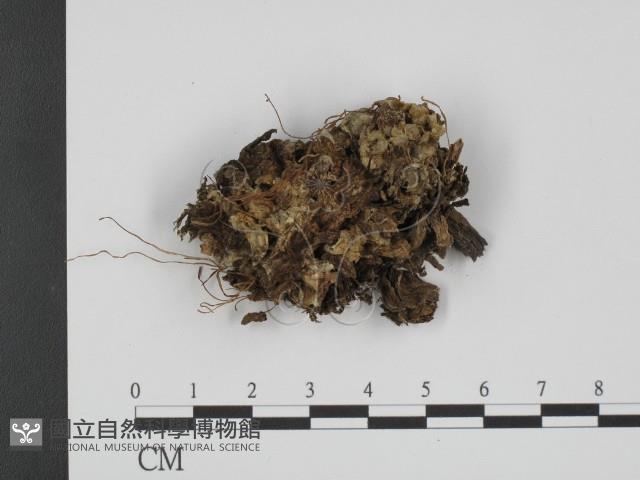 登錄號:F0008176藏品圖，第1張