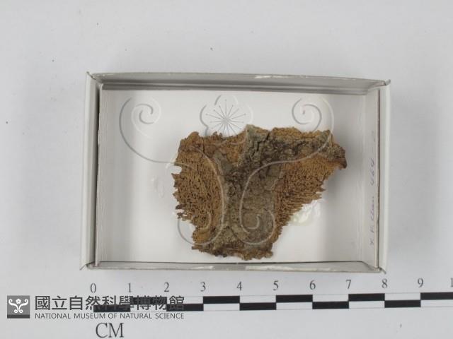 登錄號:F0018176藏品圖，第1張