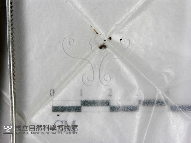 登錄號:F0000176藏品圖，第1張