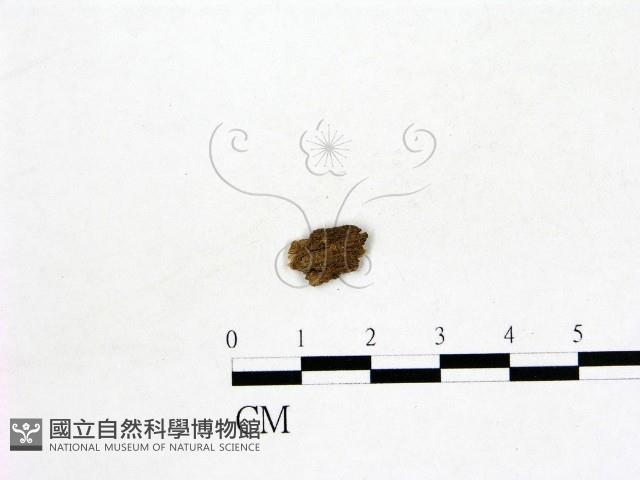 登錄號:F0010176藏品圖，第1張