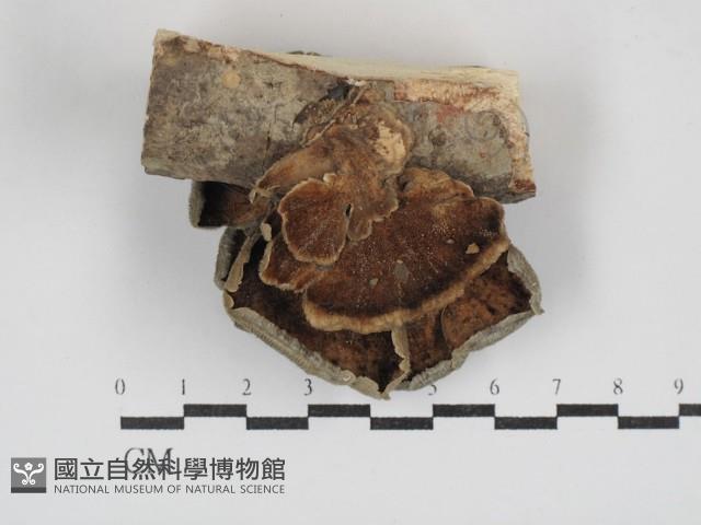 雲芝藏品圖，第1張