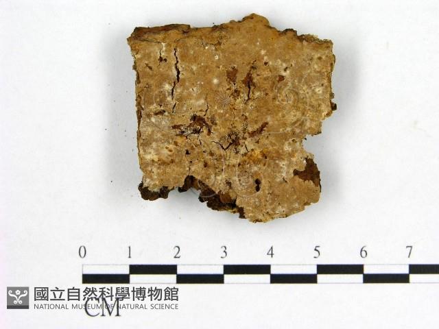 登錄號:F0006176藏品圖，第1張