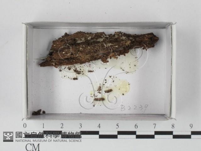 登錄號:F0021176藏品圖，第1張