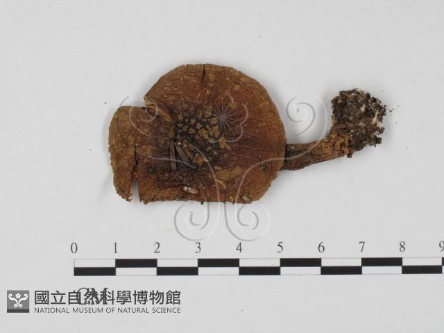登錄號:F0001176藏品圖，第1張