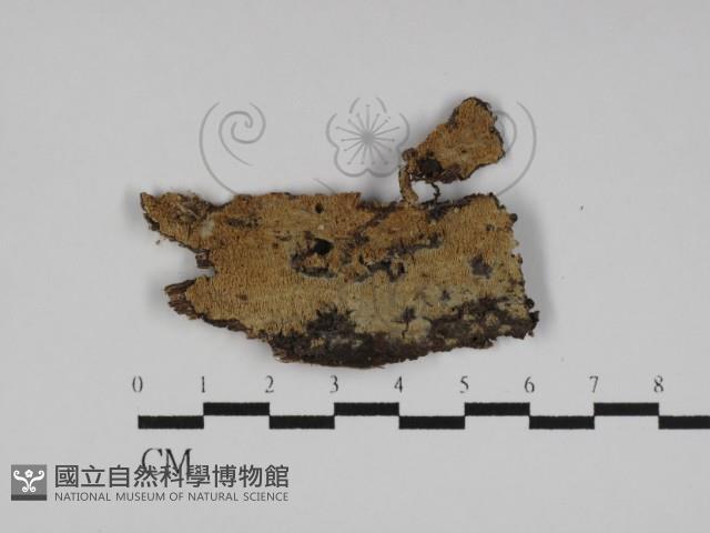 登錄號:F0031176藏品圖，第1張