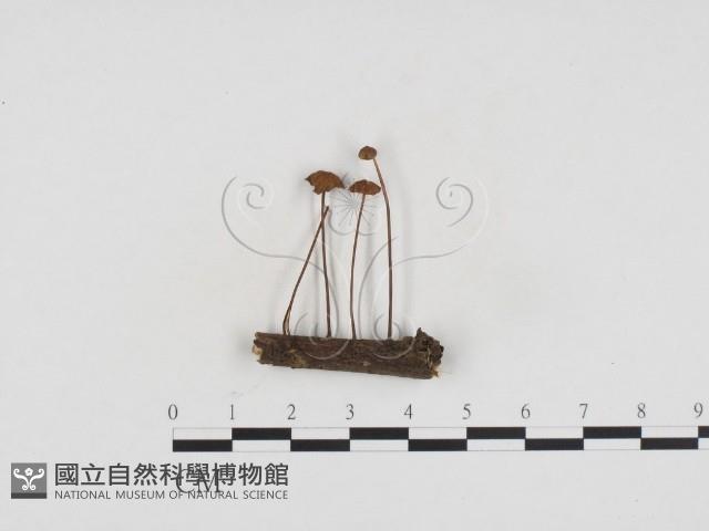 登錄號:F0024176藏品圖，第1張