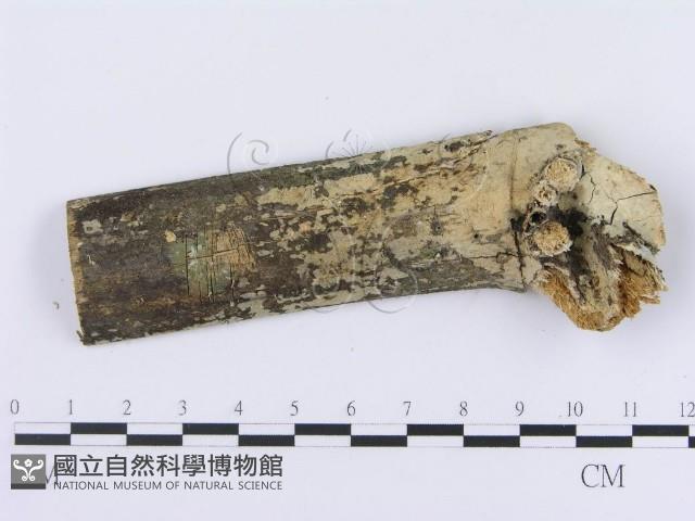 登錄號:F0004176藏品圖，第1張