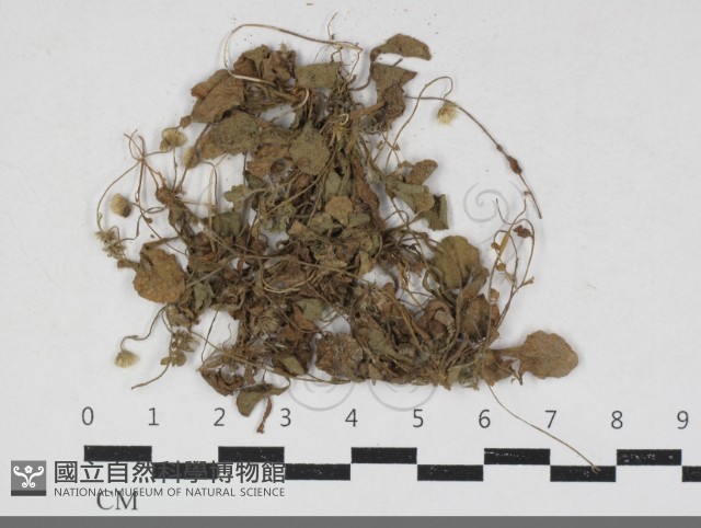 登錄號:F0034176藏品圖，第1張