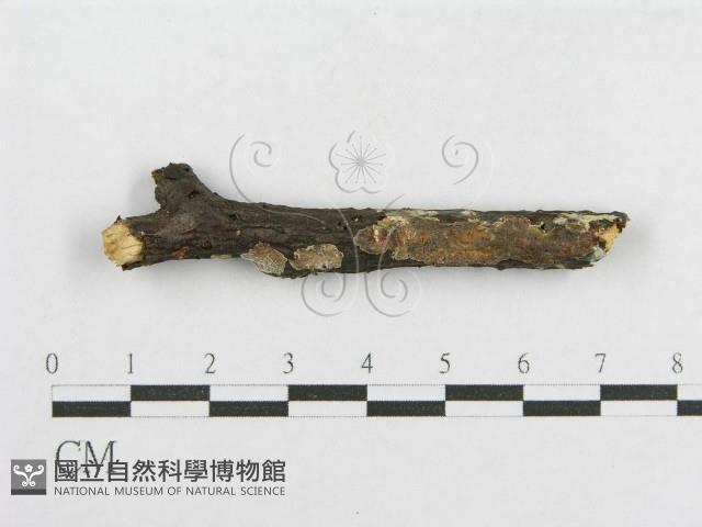 登錄號:F0012176藏品圖，第1張