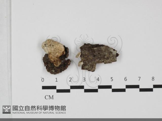 寡孔菌屬藏品圖，第1張