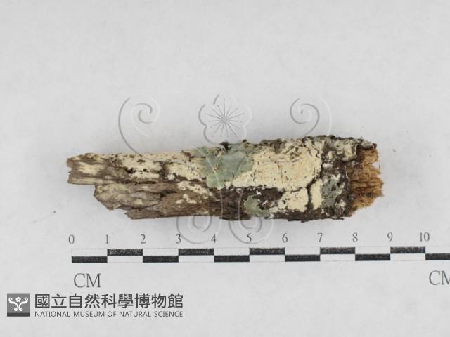 絲齒菌屬藏品圖，第1張