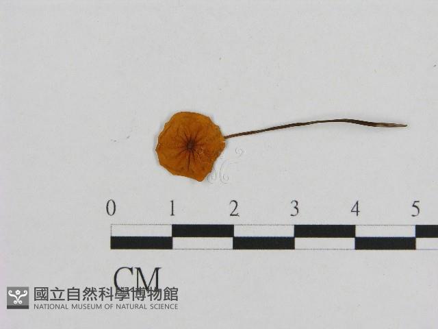 小皮傘屬藏品圖，第1張